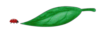 Ladybird-and-leaf4