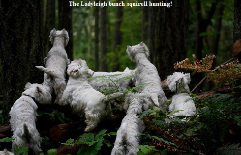 Ladyleighbunch squirell hunting Ladyleighbunch squirell hunting