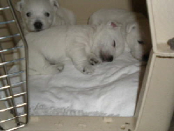 db_Fab Four 10-09 086