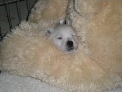 db_Fab Four 10-09 087