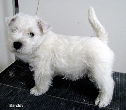 db_BarclayFlirtsSon2