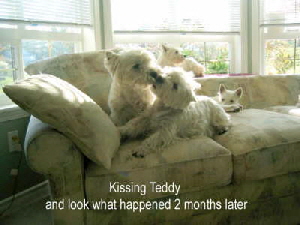 KissingTeddy1 KissingTeddy1