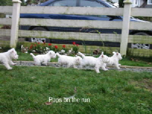 Pupsontherun Pupsontherun