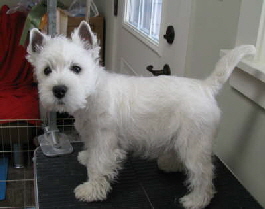 db_MegChairmanOfTheBoard