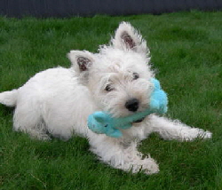 db_MegChairmanOfTheBoard2