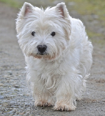 Can Ch Hopecharm Under Fire