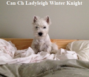 Can Ch Ladyleigh Winter Knight