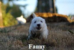 FannyRun